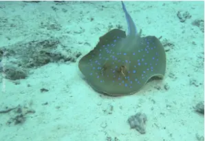 Blaupunkt-Stechrochen