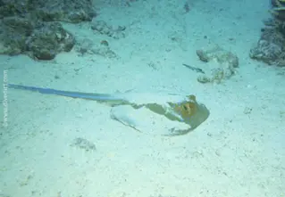 blueputt-stingray taeniura_iymma_divedict_bio_lexicon_diving-diving4