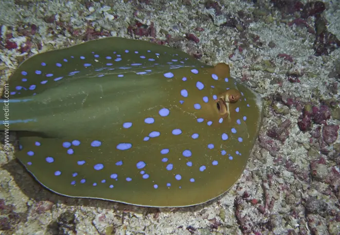 blue spotted stingray taeniura_iymma_divedict_bio_lexicon_diving-diving