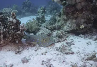 bluespotted ribbontail ray (Taeniura lymma_divedict_unterwasserwelt_tauchen_biologisches_lexikon