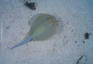 bluespotted ribbontail ray (Taeniura lymma3_divedict_unterwasserwelt_tauchen_biologisches_lexikon