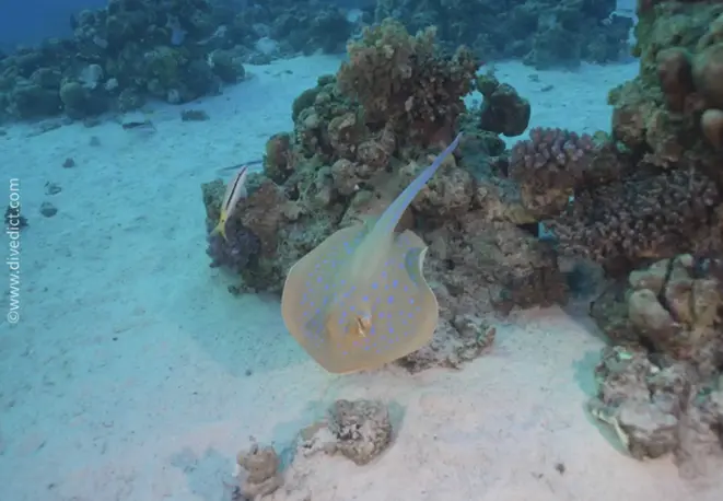 bluespotted ribbontail ray (Taeniura lymma4_divedict_unterwasserwelt_tauchen_biologisches_lexikon
