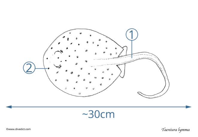 taeniura Lymma_blaupunktrochen_divedict_red_sea_diving