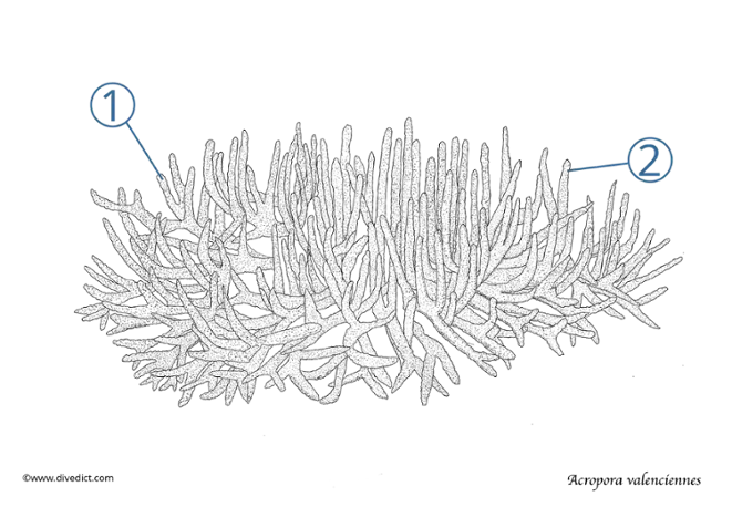 Acropora_valenciennes_divedict_lexicon_ocean_meer_fish_coral_koralle