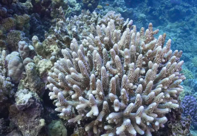 Acropora Valenciennesii_acropora_table_divedict_underwater world_diving_biological_lexicon