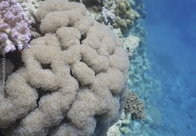 Bogen-Blasenkoralle_Plerogyra_sinuosa_divedict_unterwasserwelt_tauchen_biologisches_lexikon