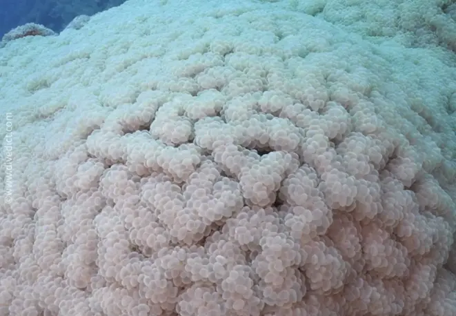 Bogen-Blasenkoralle_Plerogyra_sinuosa2_divedict_unterwasserwelt_tauchen_biologisches_lexikon