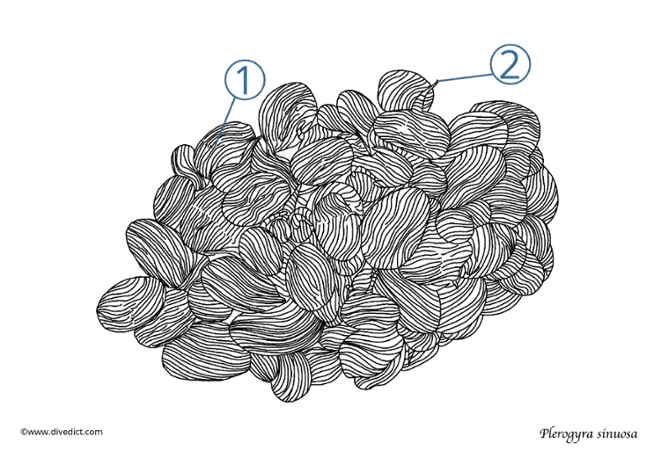 Plerogyra sinuosa_divedict_underwaterworld_diving_tauchen