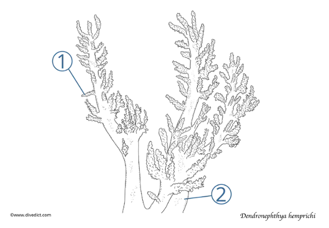 Dendronephthya hemprich_divedict_meeresbiologie_tauchen
