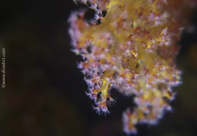 dendronephythya_hemprichi_divedict_tauchen_diving_bio_lexicon_lexikon1 