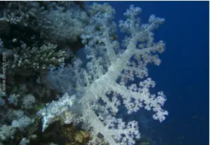 Hemprich’s cauliflower coral