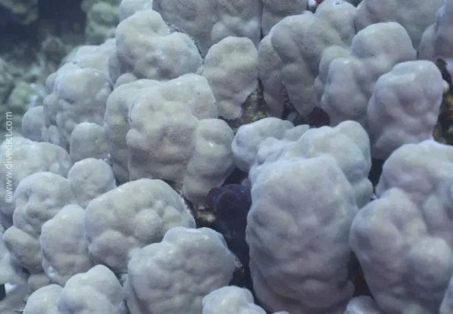 knotcoral_porites_nodifera2divedict_underwaterworld_diving_biological_lexicon