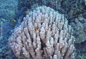 Account coral