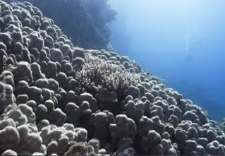 knotcoral_porites_nodiferadiveDict_underwaterworld_diving_biological_lexicon