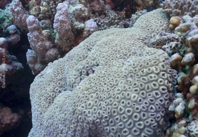 favia Favus button_starcoral_divedict_coral_divedict_underwater world_diving_biological_lexicon