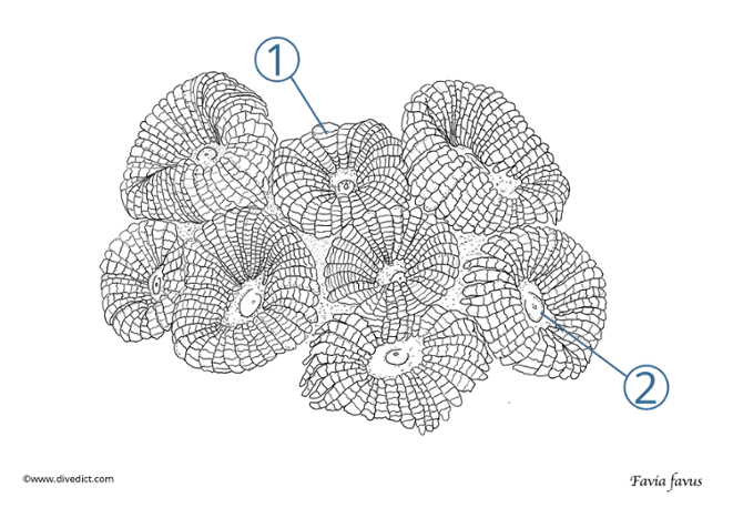 Favia_favus_Knopf_Sternkoralle_tauchen_diving_divedict_koralle_coral