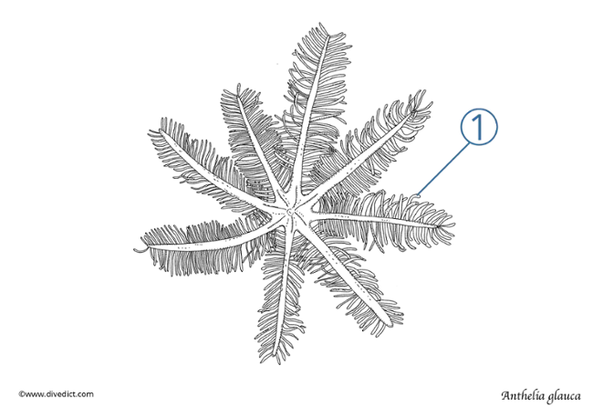 Anthelia glaucadivedict_underwaterworld_diving_tauchen