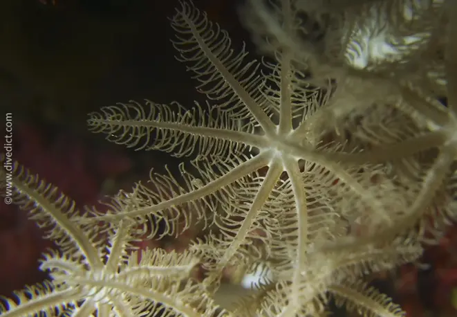 feathery_xenid_divedict_divedict_bio_lexicon_lexicon2