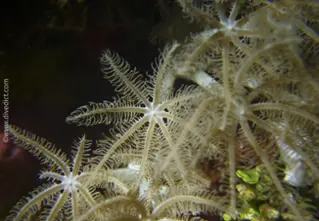 feathery_xenid_divedict_divedict_bio_lexicon_lexicon4