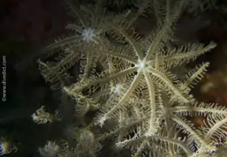 feathery_xenid_divedict_divedict_bio_lexicon_lexicon