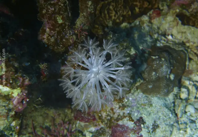 fethery_xenid_anthelia_glauca_divedict_diving_diving_bio_lexicon_lexicon