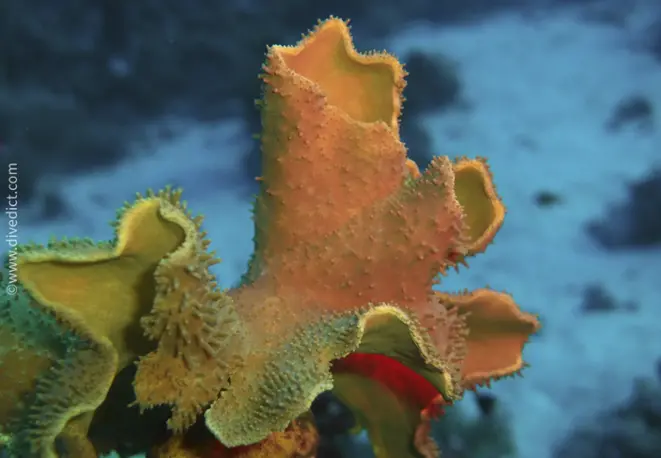 Leafy_cup_coral_turbinaria_reniformis_divedict_tauchen_diving_bio_lexicon_lexikon