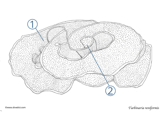 Turbinaria_reniformis_Cup_Coral_divedict_tauchen_diving_scuba_coral