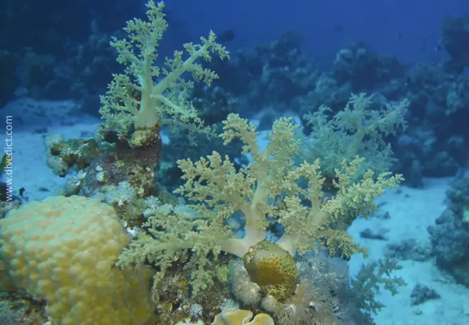 Litophyton_arboreum_divedict_tauchen_diving_bio_lexikon_lexicon3e