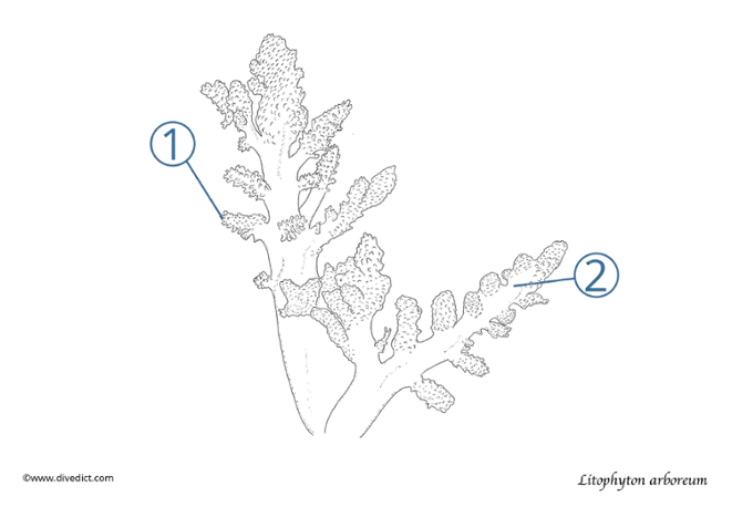 Litophyton_arboreum_divedict_tauchen_meer_ocean_unterwasserwelt_scuba_lexicon