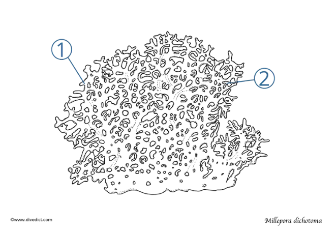 gitter feuerkoralle_divedict_koralle_coral_meer_ocean