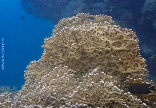 Millepora_dichotoma_Gitter_Feuerkoralle_divedict_unterwasserwelt_tauchen_biologisches_lexikon