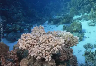 Pfoechtenkoralle_Pocillopora verrucosa_divedict_unterwasserwelt_tauchen_biologisches_lexikon