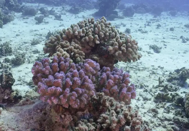 Pfoechtenkoralle_Pocillopora verrucosa3_divedict_unterwasserwelt_tauchen_biologisches_lexikon