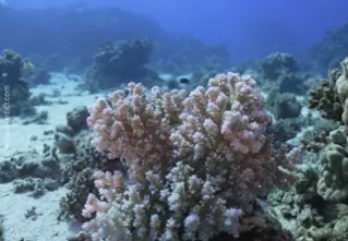 Pfoechtenkoralle_Pocillopora verrucosa4_divedict_unterwasserwelt_tauchen_biologisches_lexikon