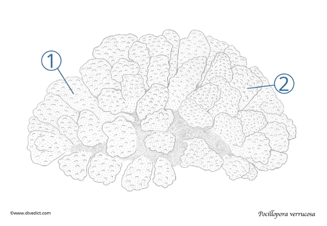 Pocillopora verrucosa_divedict_meeresbiologie_tauchen