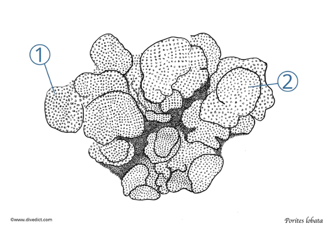 Porites lobata_divedict_underwaterworld_diving_tauchen