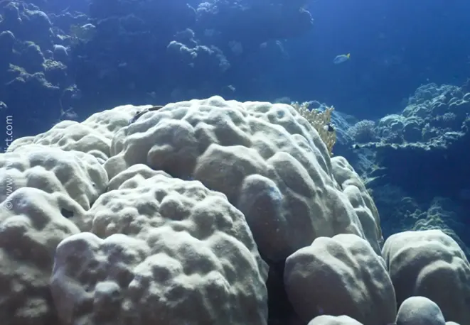 Porites lobata_lob-shaped_porecorals1_divedict_underwaterworld_diving_biological_lexicon