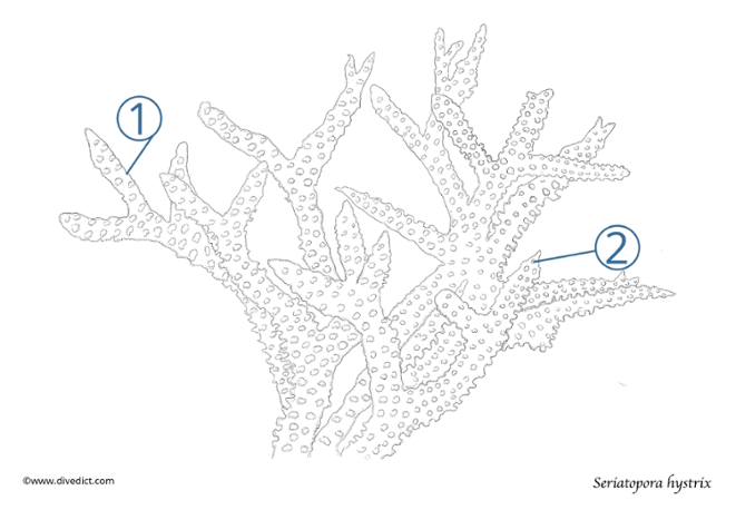 Seriatopora hystrix_divedict_meeresbiologie_tauchen