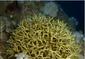 Stachelbusch-Koralle