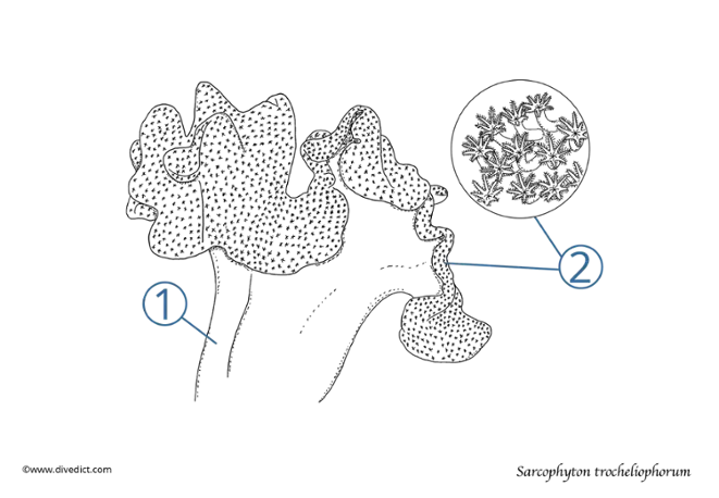 Sarcophyton trocheliophorum_divedict_underwaterworld_diving_tauchen