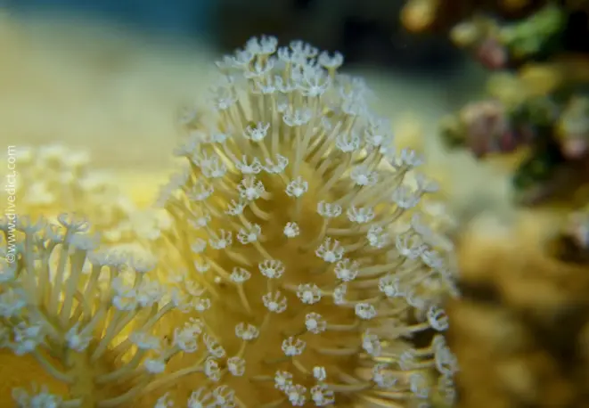 slimy_leather_coral_sarcophyton_trocheliophorum_divedict_tauchen_bio_lexicon_lexikon1