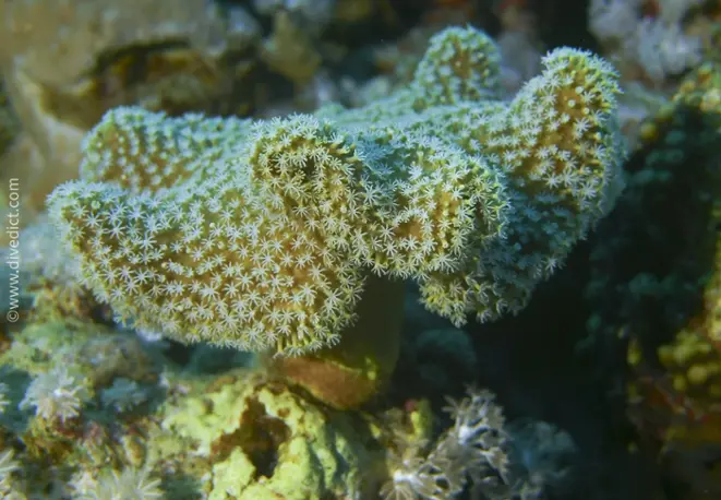 slimy_leather_coral_sarcophyton_trocheliophorum_divedict_tauchen_bio_lexicon_lexikon3