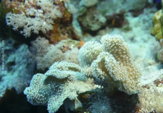 slimy_leather_coral_sarcophyton_trocheliophorum_divedict_tauchen_bio_lexicon_lexikon