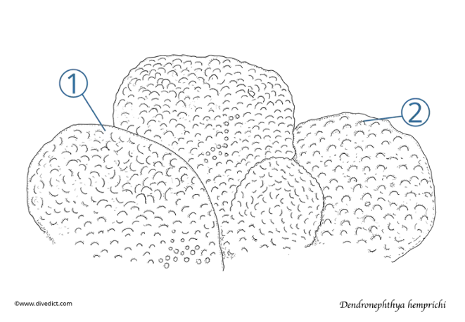 Stylophora wellsi_divedict_meeresbiologie_tauchen