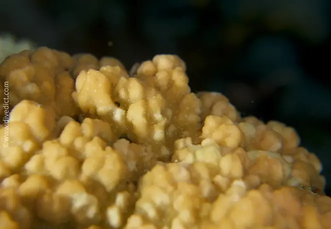 stylophora wellsi_divedict_tauchen_bio_lexikon_lexicon