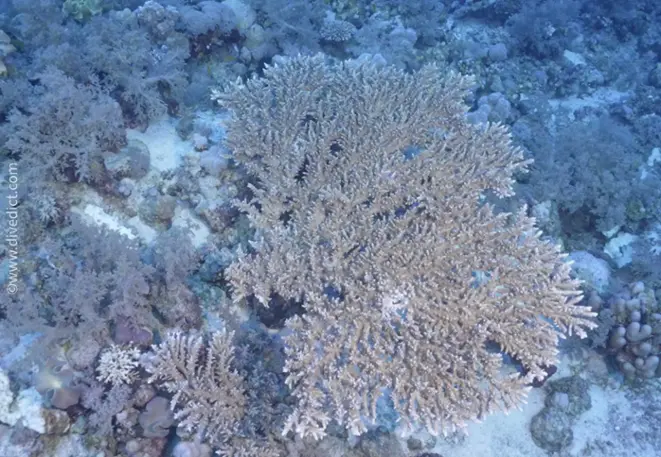 delicate antler corals_acropora_tenellaDivedict_underwater world_diving_biological_lexicon