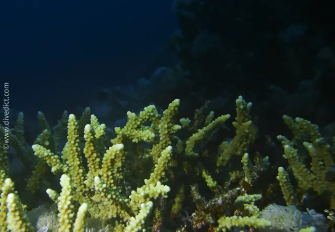 acropora_humilis_divedict_diving_bio_lexicon_lexicon_lexicon1