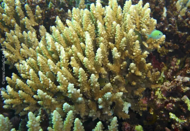 acropora_humilis_divedict_diving_bio_lexicon_lexicon_lexicon2