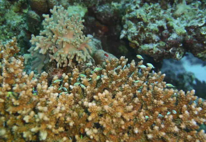 acropora_humilis_divedict_diving_bio_lexicon_lexicon_lexicon5