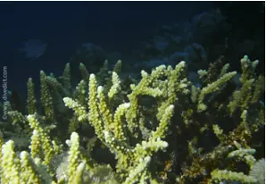 Acropora humilis